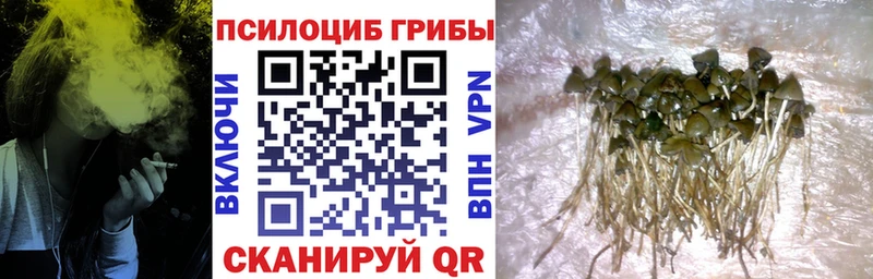 hydra зеркало даркнет сайт Перевоз Псилоцибиновые грибы Cubensis